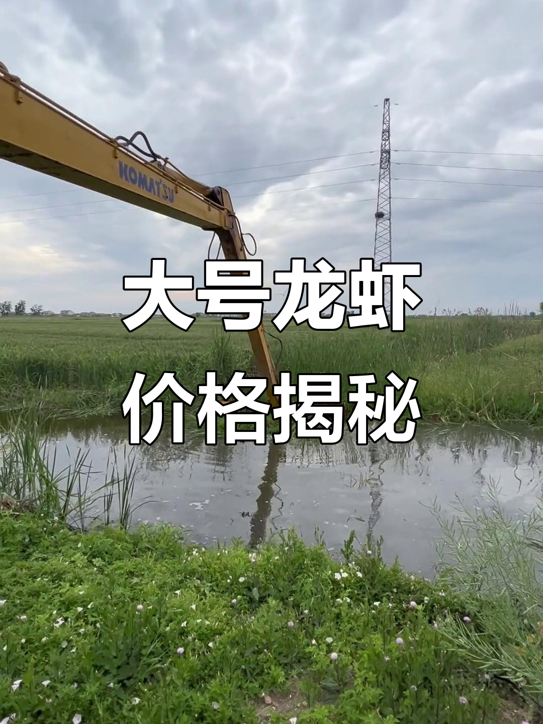 今年龙虾不值钱,看看这只大虾值多少钱一斤?