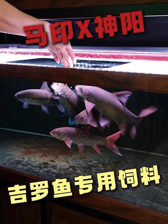 马印×神阳,吉罗鱼专用饲料