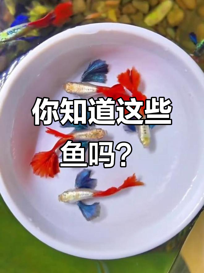 各种鱼类大揭秘，看看你认识几种！