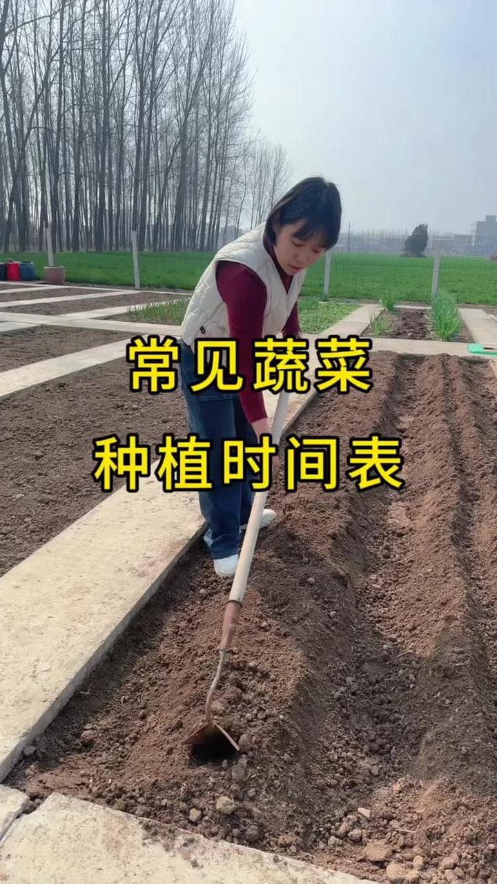 常见蔬菜种植的详细时间表