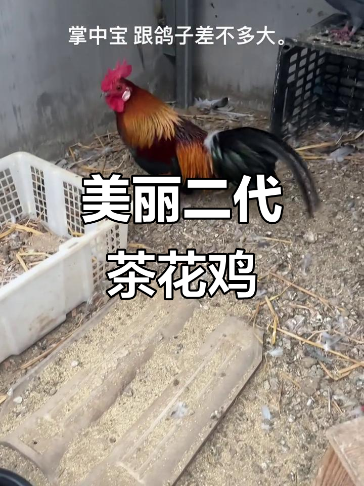 二代纯种茶花鸡,太美了!