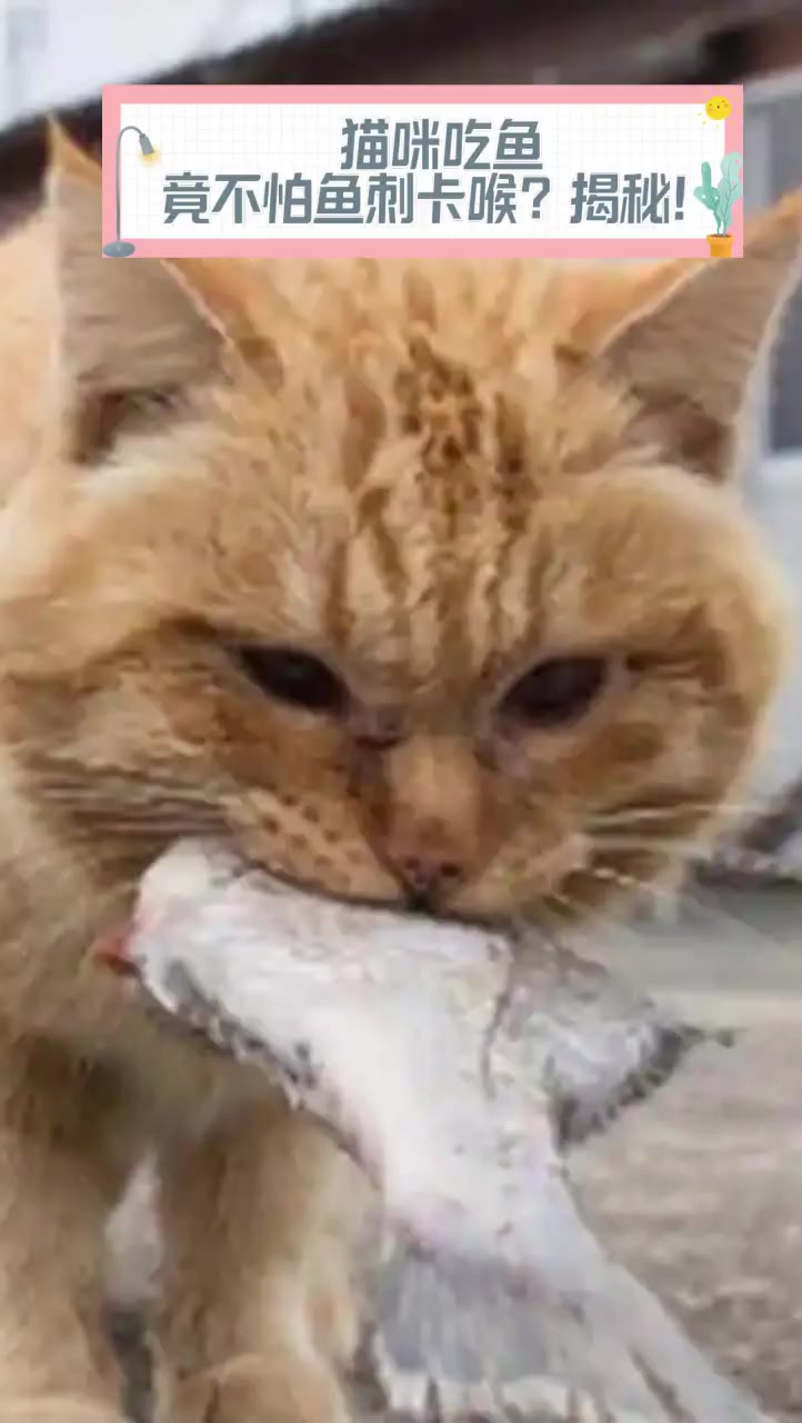 猫咪吃鱼,竟不怕鱼刺卡喉?揭秘!