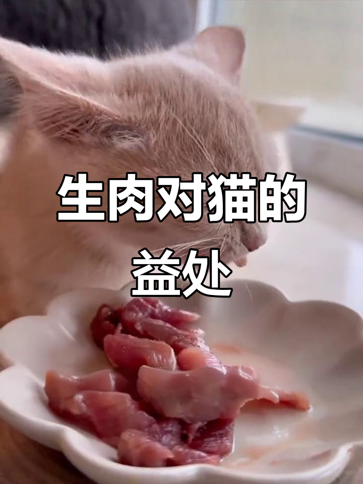 猫咪吃生肉的好处,两个月以上就能尝试