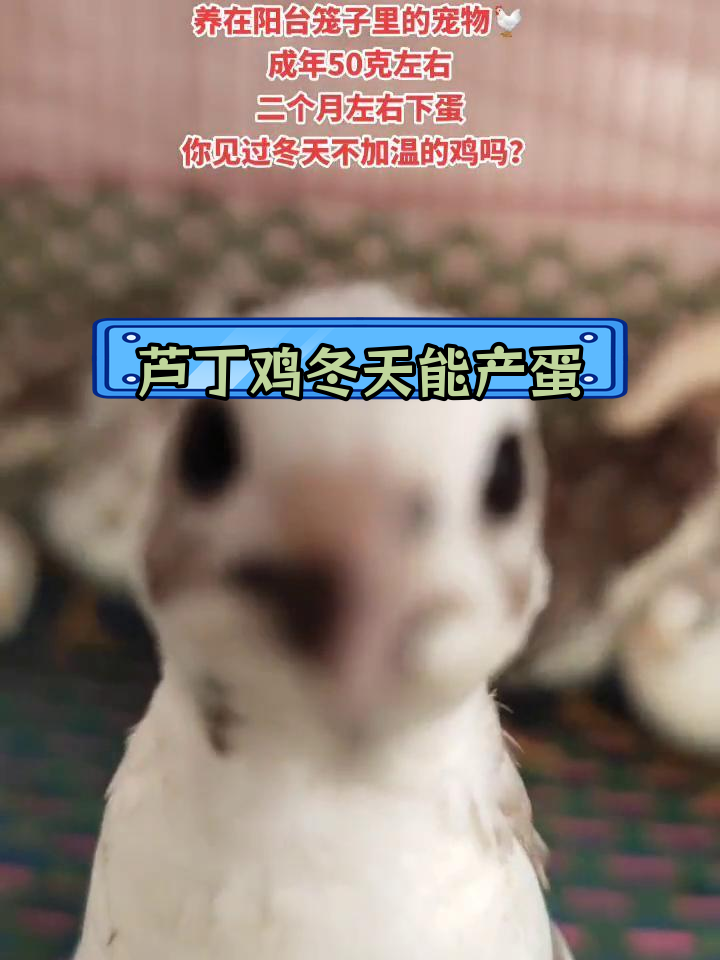 芦丁鸡冬季下蛋秘诀:晒太阳保持温暖