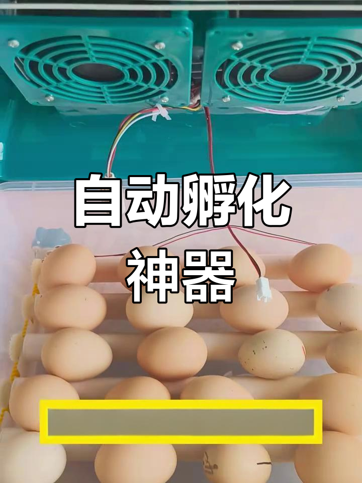 自动化孵化器,21天轻松孵出小鸡小鸭