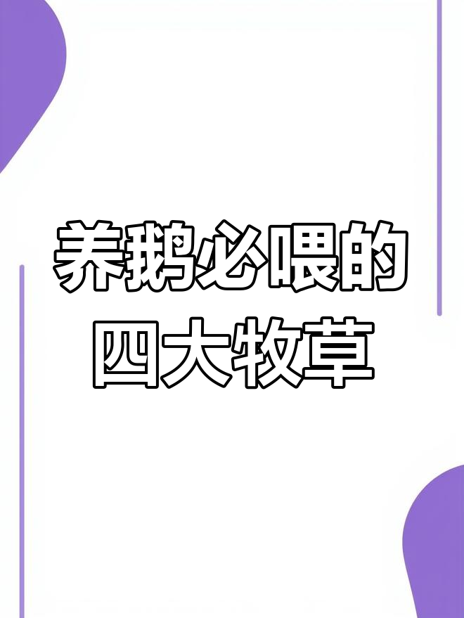 鹅吃这四种牧草最合适,营养丰富又好养