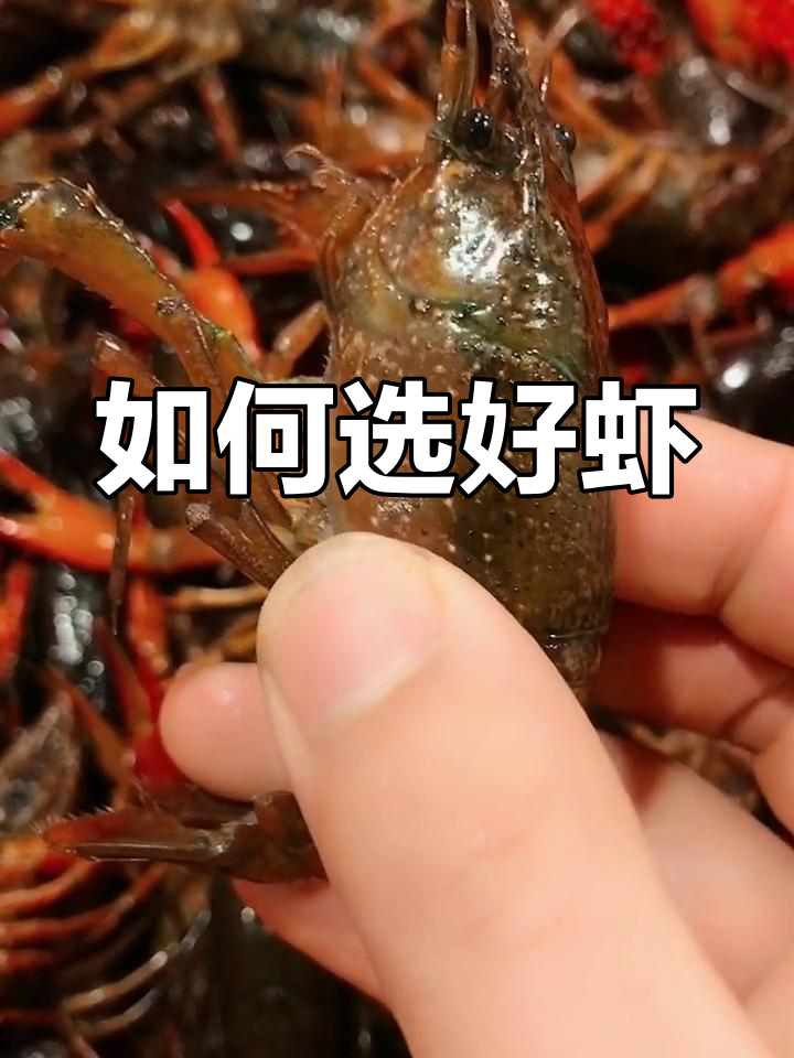 挑虾技巧大揭秘:如何挑选干净又好吃的青虾和红虾