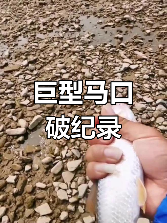 钓到史上最大马口,长24厘米破纪录!