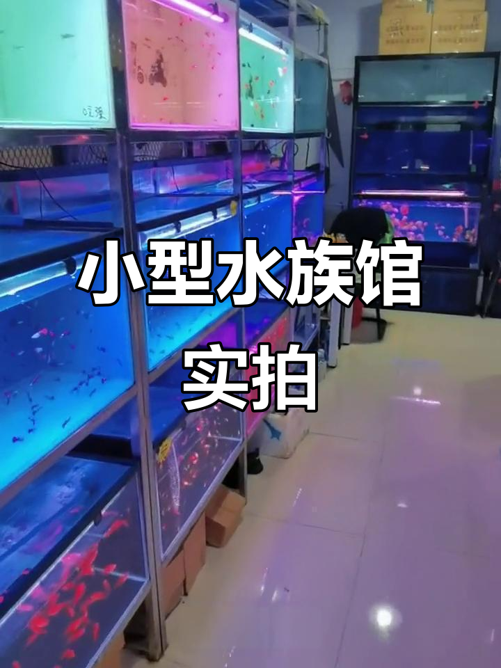 水族店全景展示:小型夜带鱼、陶瓷鱼缸和各种水草景观