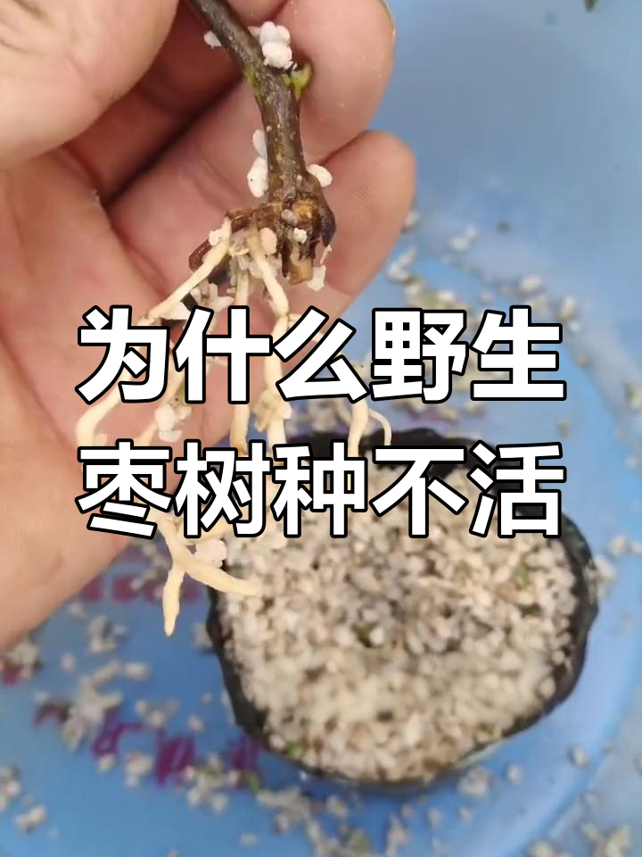 野生枣树为何难栽活?枝条能插活,根却不行
