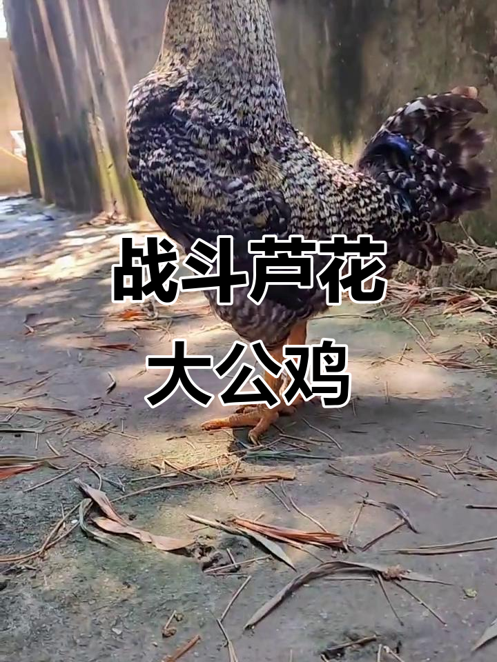 这只芦花大公鸡太猛了,主人都被打了好几次