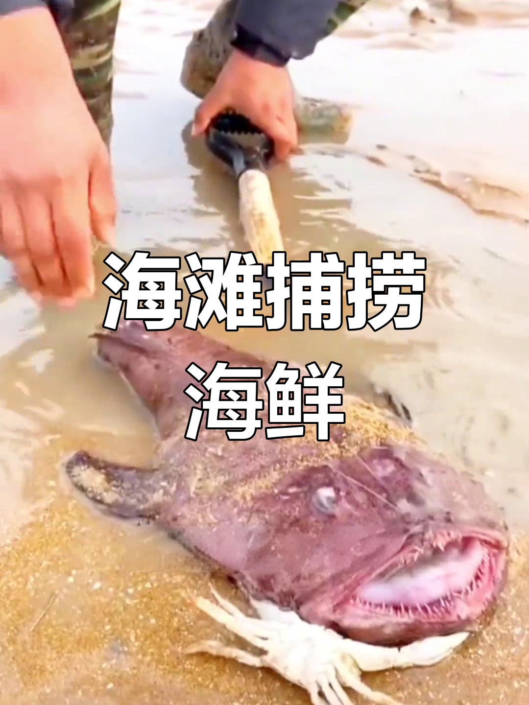 海边大丰收,意外抓到大鱼!风浪中赶海拾趣