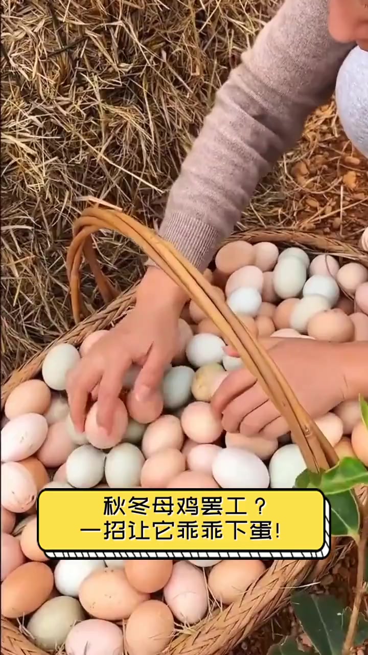 秋冬母鸡罢工?一招让它乖乖下蛋!