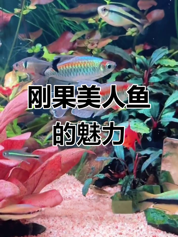 刚果美人鱼:群游仙子,美丽又好养
