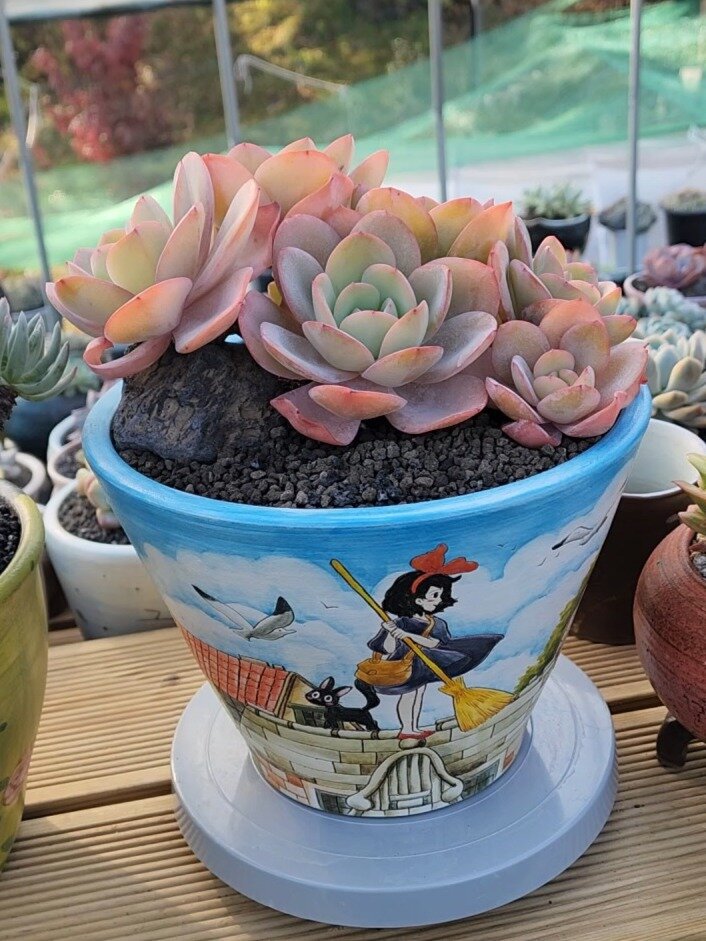 多肉科普 第89期 布鲁蓝