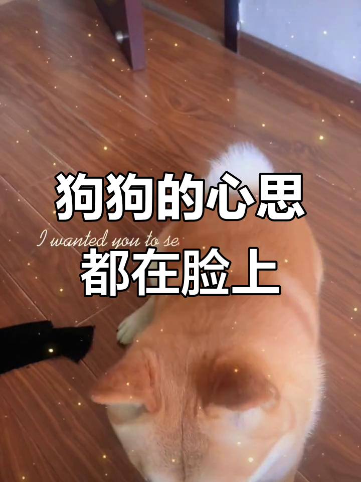 小狗想吃肉干，表情超可爱