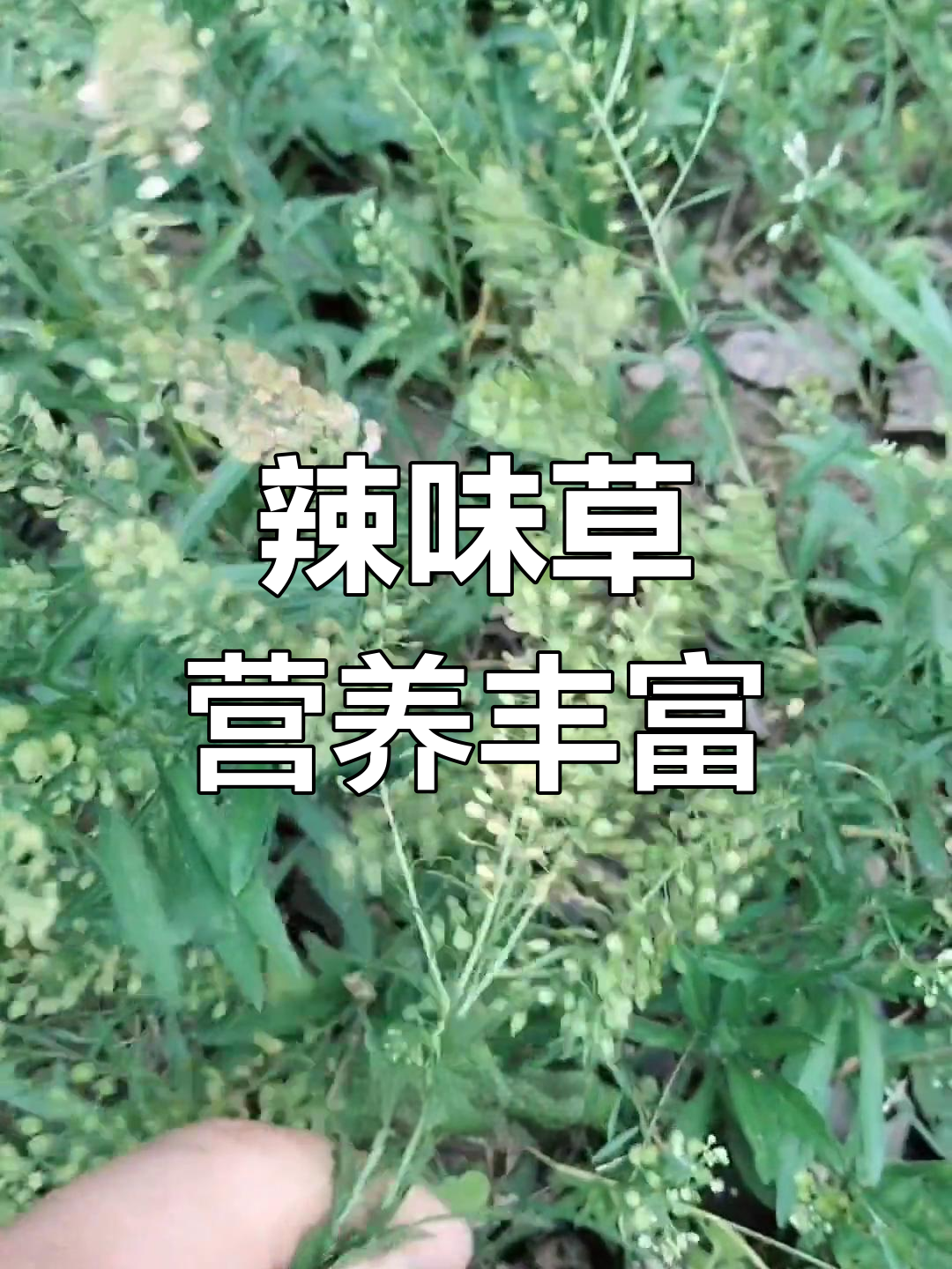 农村野菜独行菜的独特价值