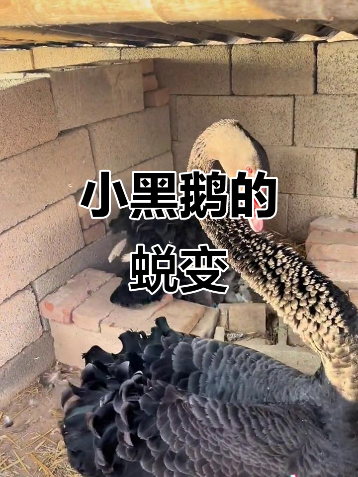 黑天鹅苗成长记：从小青年到优雅黑天鹅