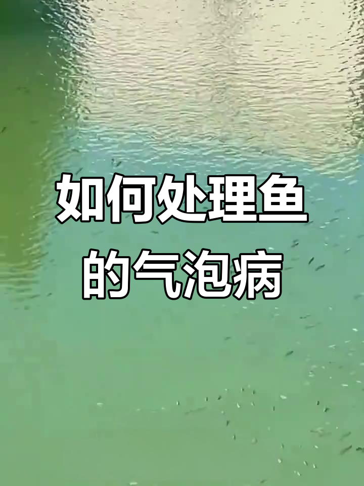 鱼晒太阳是生病?如何应对气泡病和毒素问题