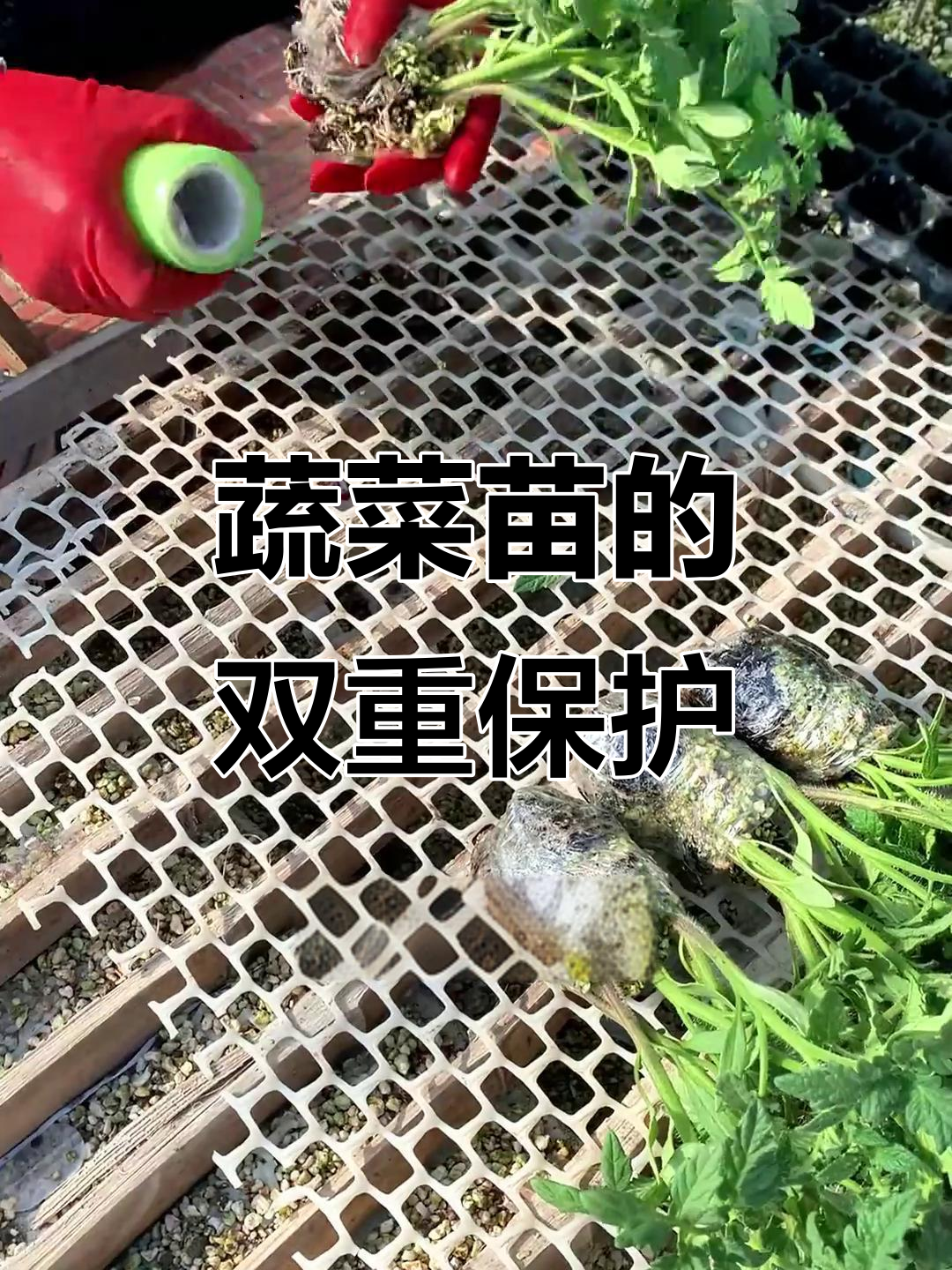 蔬菜苗包装全过程揭秘,如何确保安全送达