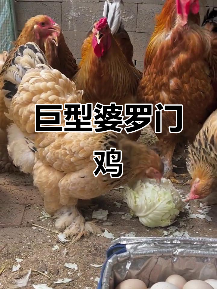 婆罗门鸡：体型堪比白条鸡的十倍，竟能长到1.2米高