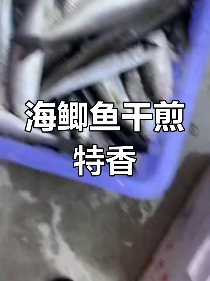 野生海鲫鱼,肥美季节干煎红烧最美味