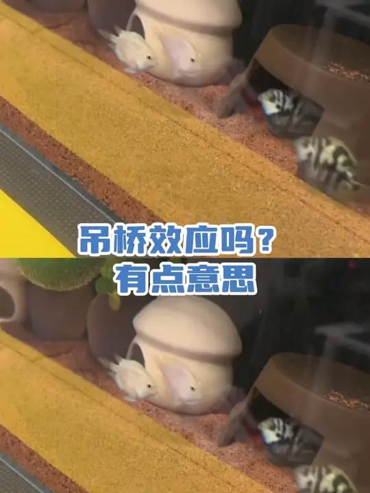 吊桥效应吗?有点意思