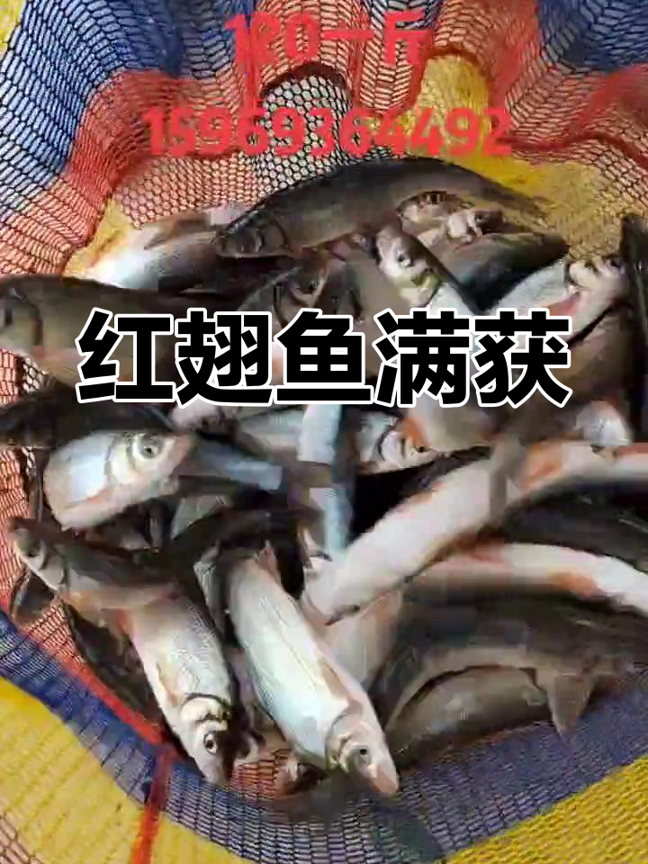 红翅鱼大丰收,十斤超值打捞
