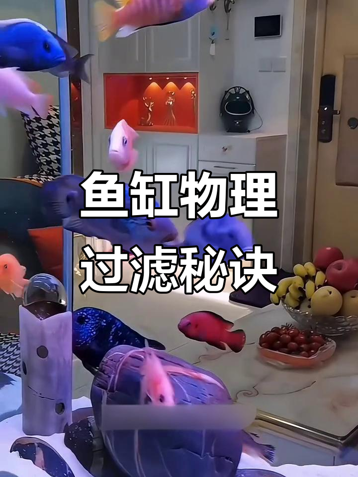 物理过滤让鱼缸清澈,干湿分离技巧大公开
