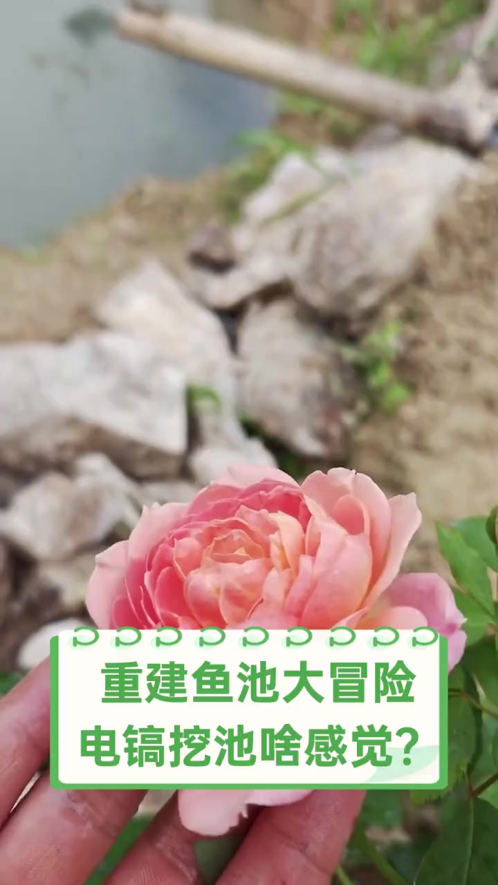 重建鱼池大冒险,电镐挖池啥感觉?