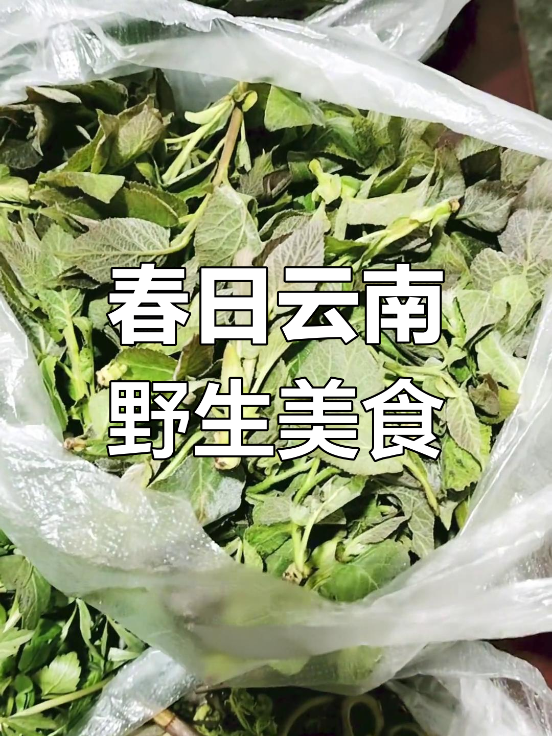 云南山毛野菜大揭秘,春季必吃美味
