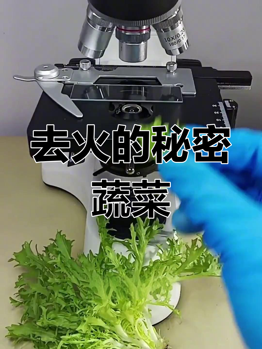 苦菊的降火功效揭秘