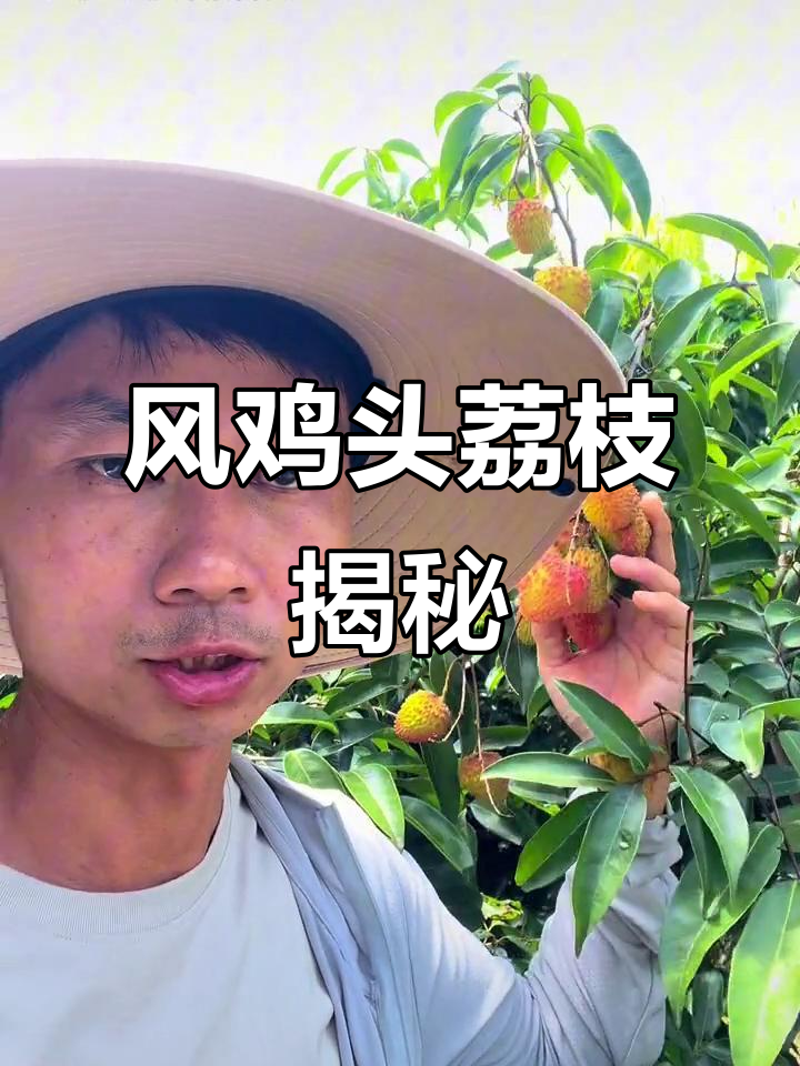 凤鸡头荔枝:桂糯香与糯米糍的完美结合