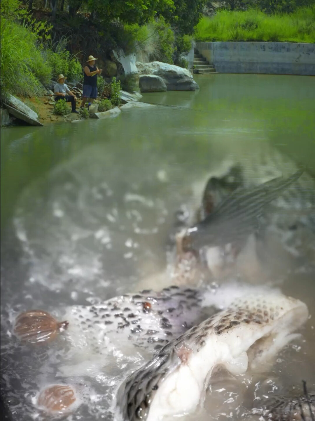 胡辣子蘸水罗非鱼