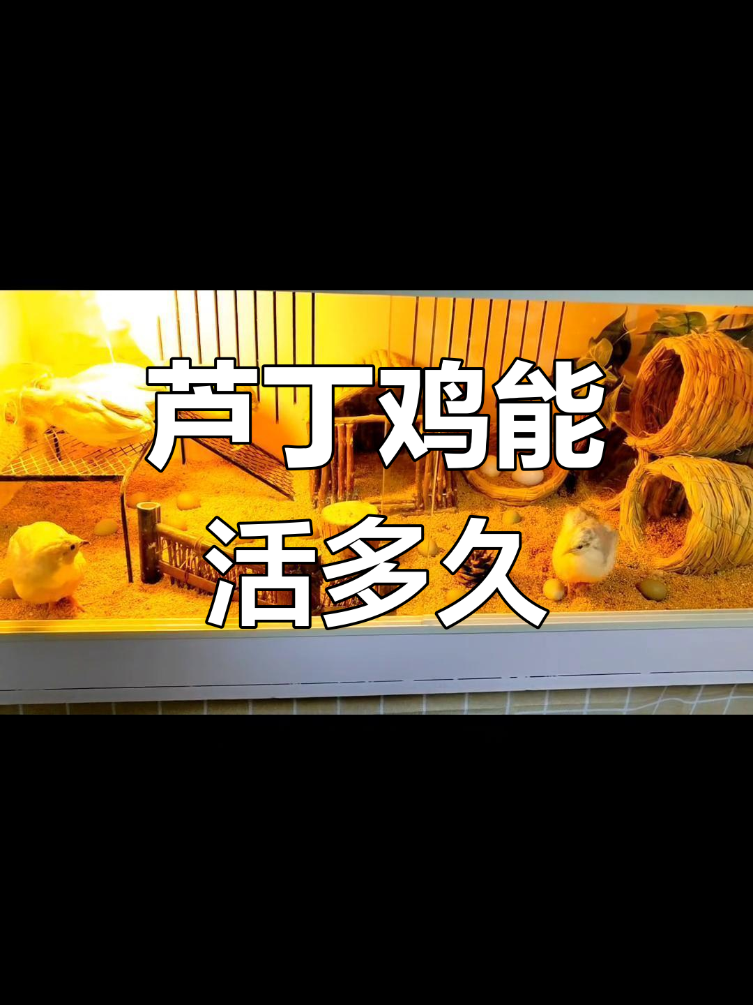 芦丁鸡的寿命与产蛋周期揭秘