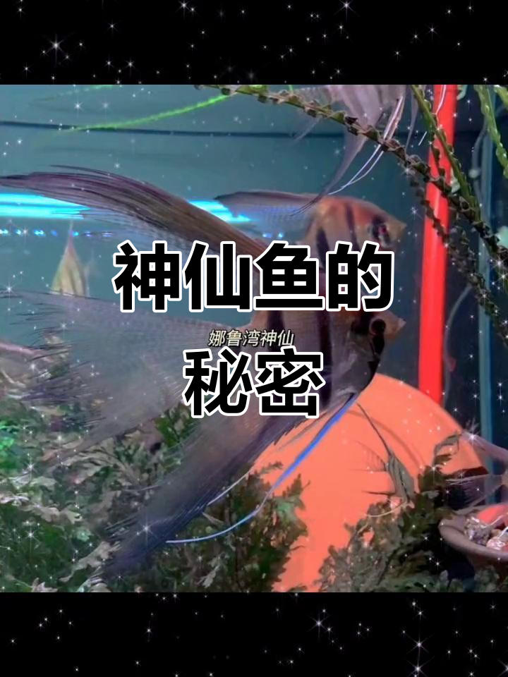你喜欢哪种神仙鱼？今晚20点来聊聊埃及和南美缸的魅力