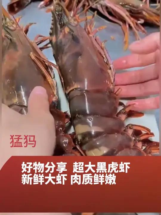 「黑虎虾」新鲜大虾 肉质鲜嫩 老虎虾 精选年货冬日火锅食材 黑虎虾和手臂一样粗的黑虎虾你吃