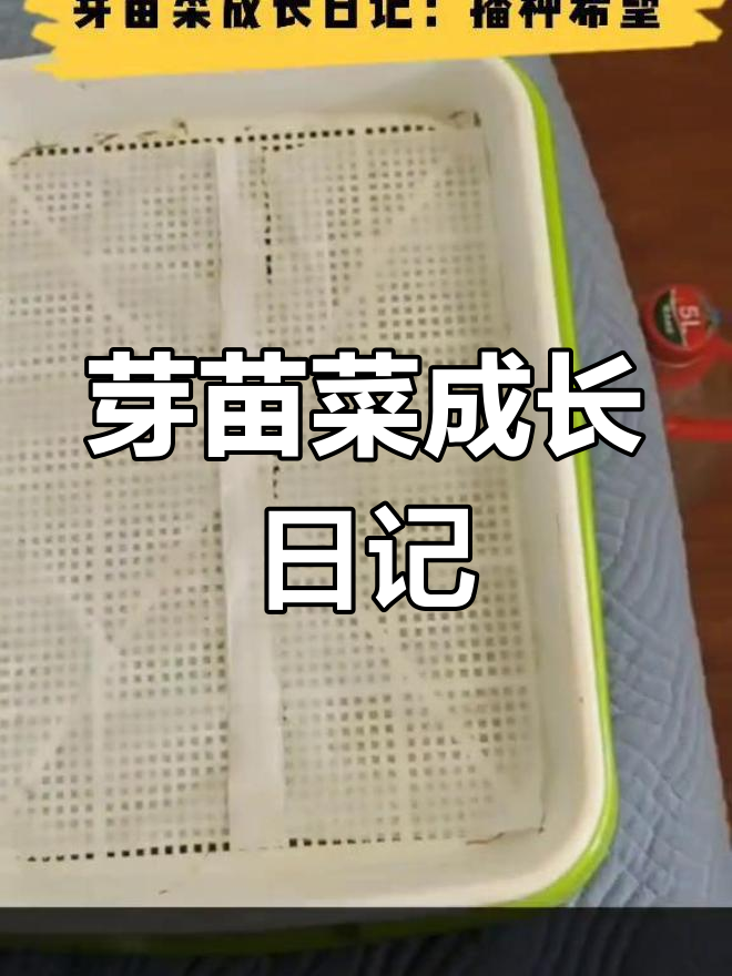 芽苗菜种植全纪录:从播种到发芽,轻松掌握阳台小技巧