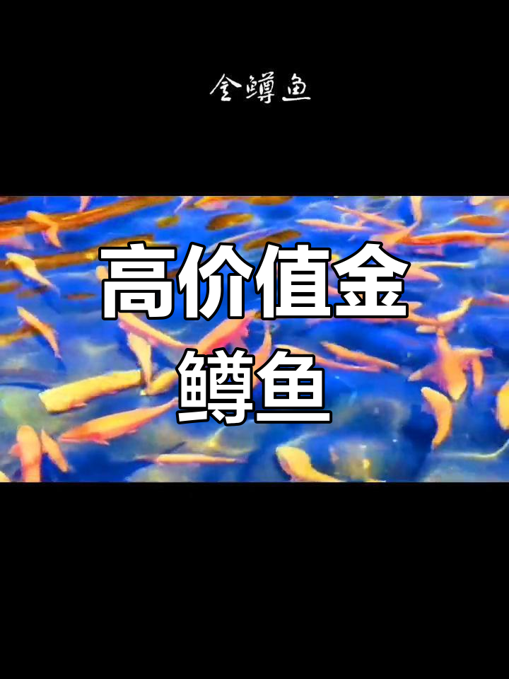 金鳟鱼:营养丰富的三纹鱼替代品