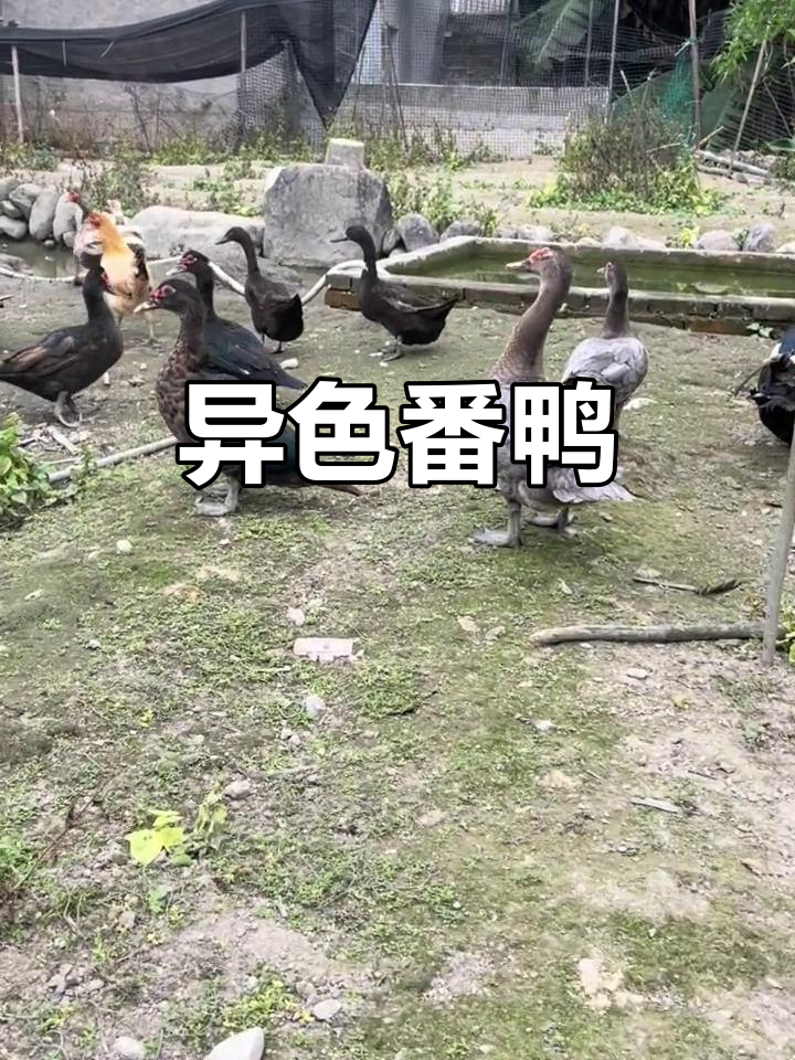 异色番鸭,为你的生态角落增添独特魅力!