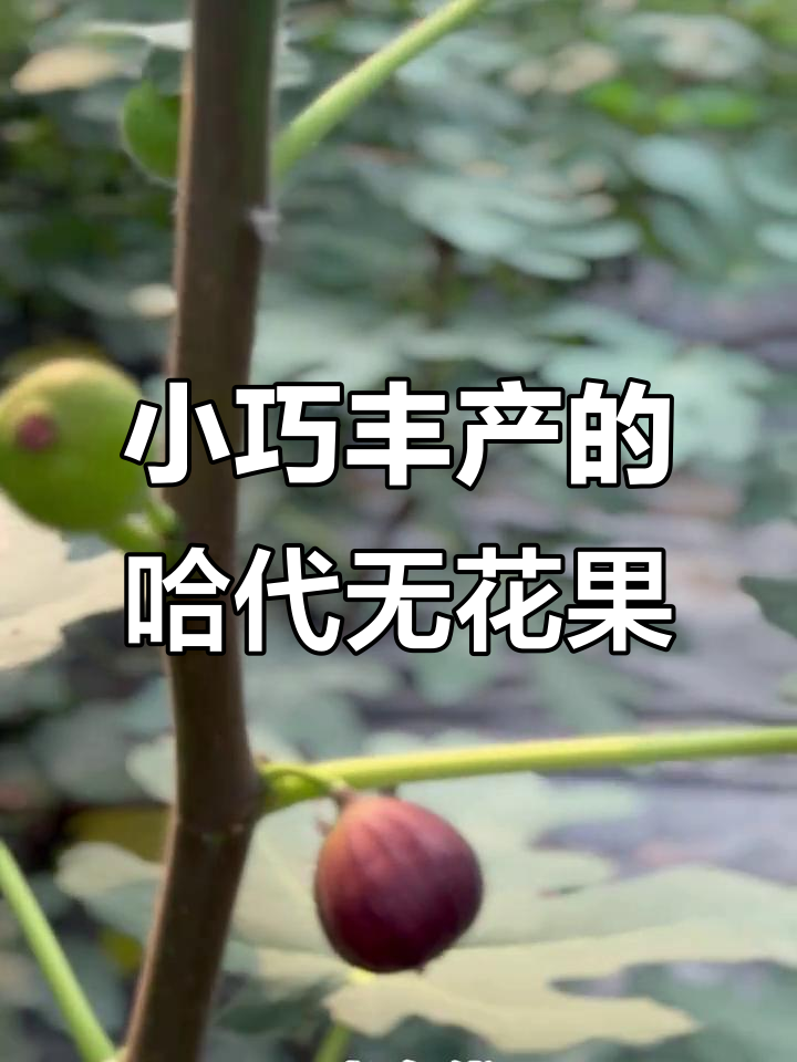 哈代无花果:小巧但高产,适合家庭种植