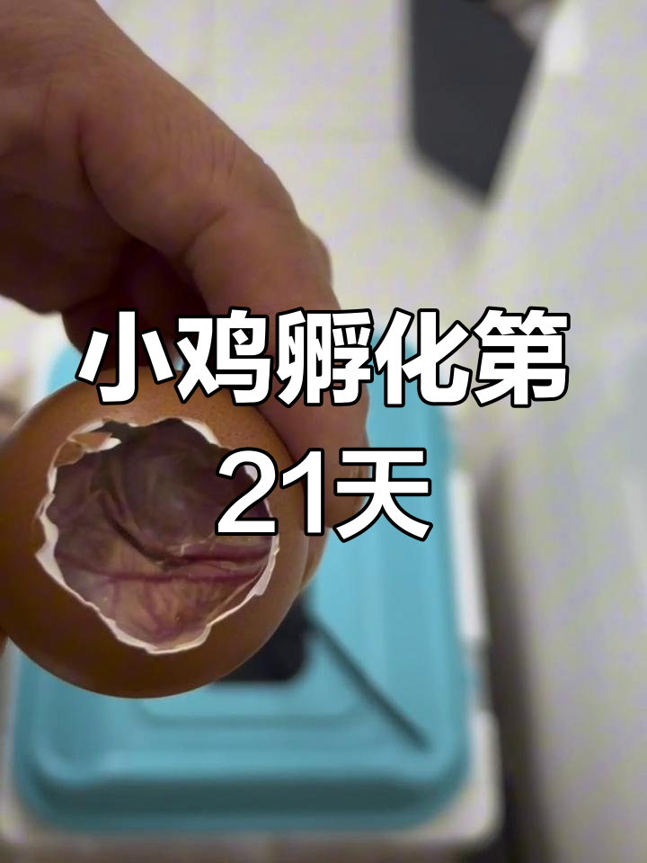 孵小鸡21天后,鸡蛋仍存活但发育不良
