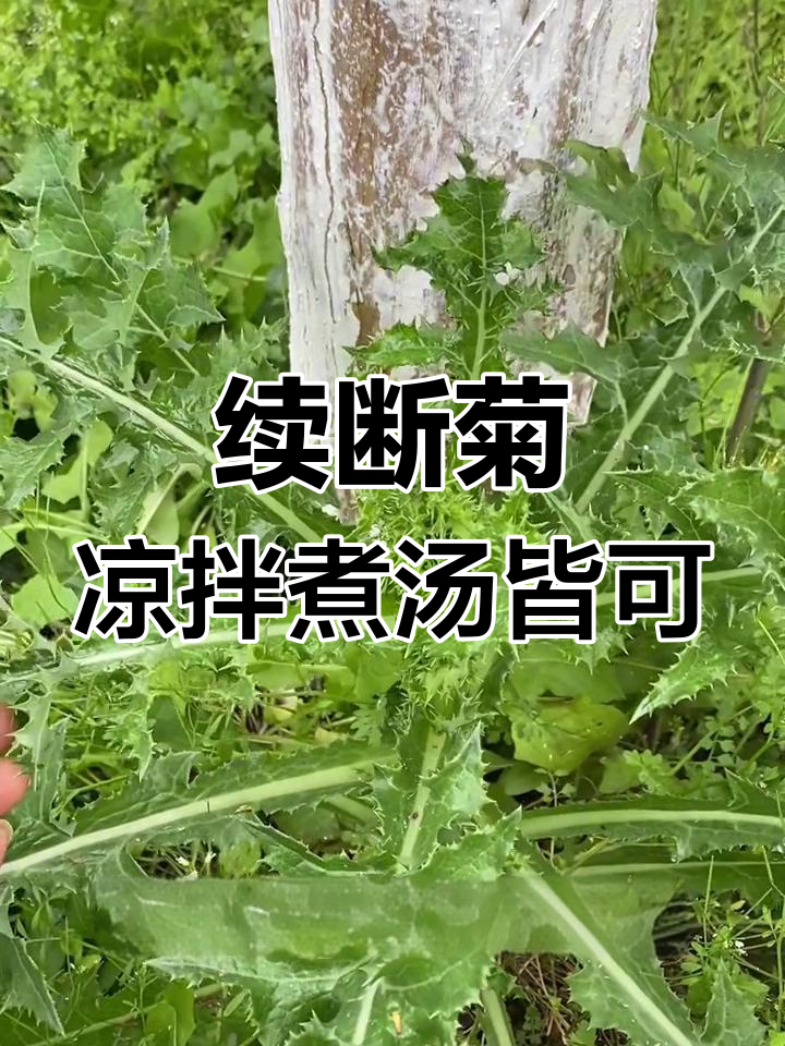 花叶滇苦菜:清热解毒的野味美味,你尝过吗?