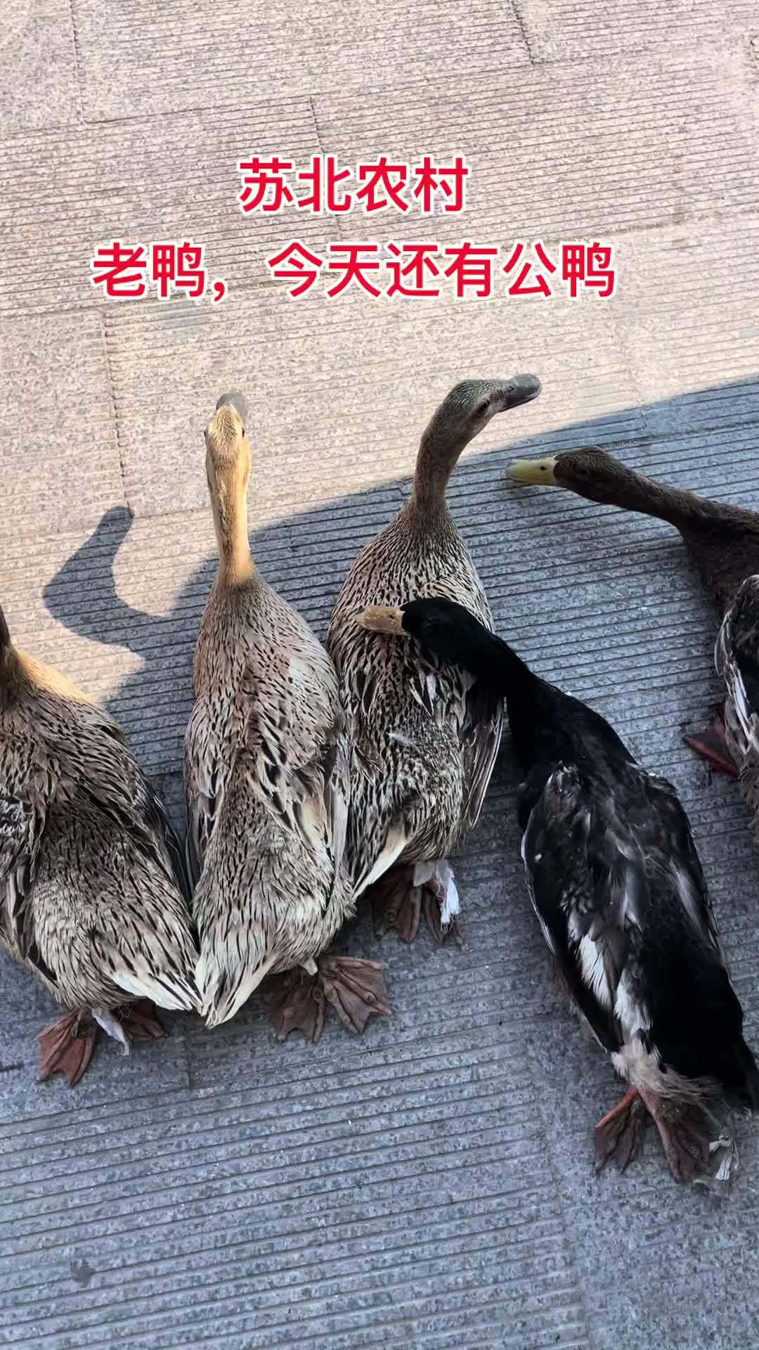 正宗农村散养老麻鸭需要母鸭公鸭的今天有货 鸭子 土鸭 江苏盐城