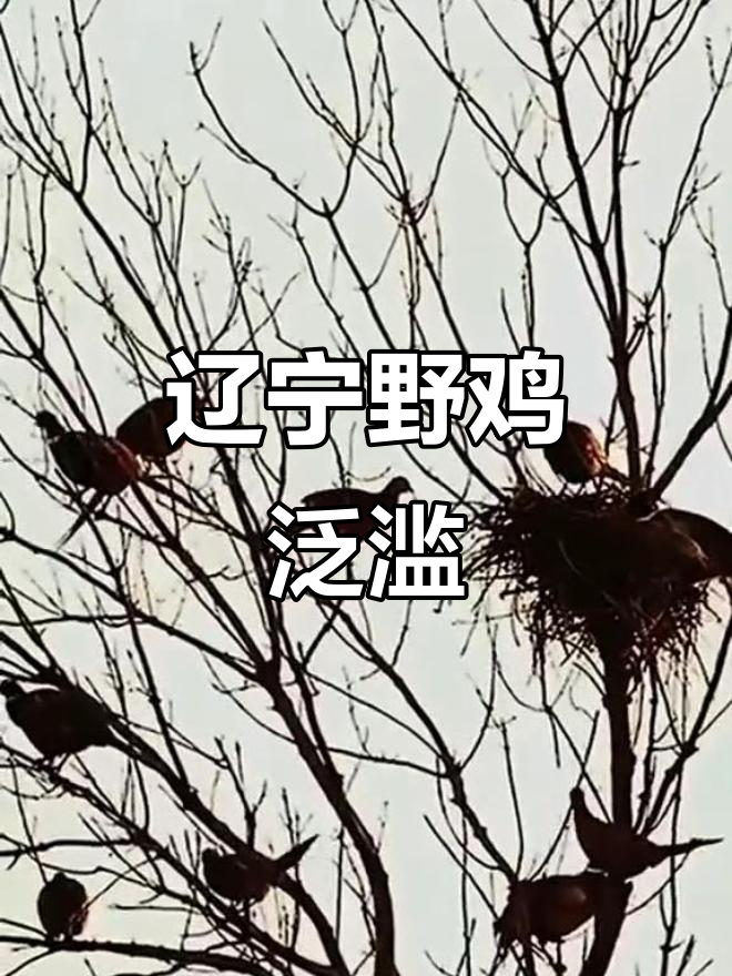 东北野鸡成灾,满树都是壮观景象