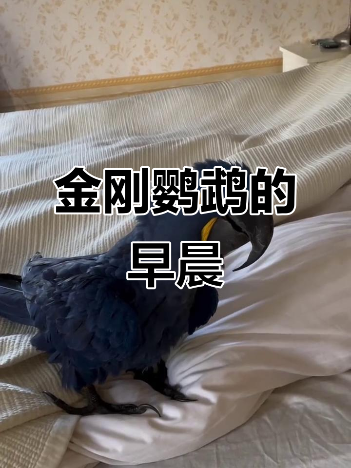 紫蓝金刚鹦鹉早起,饲养员日常大揭秘