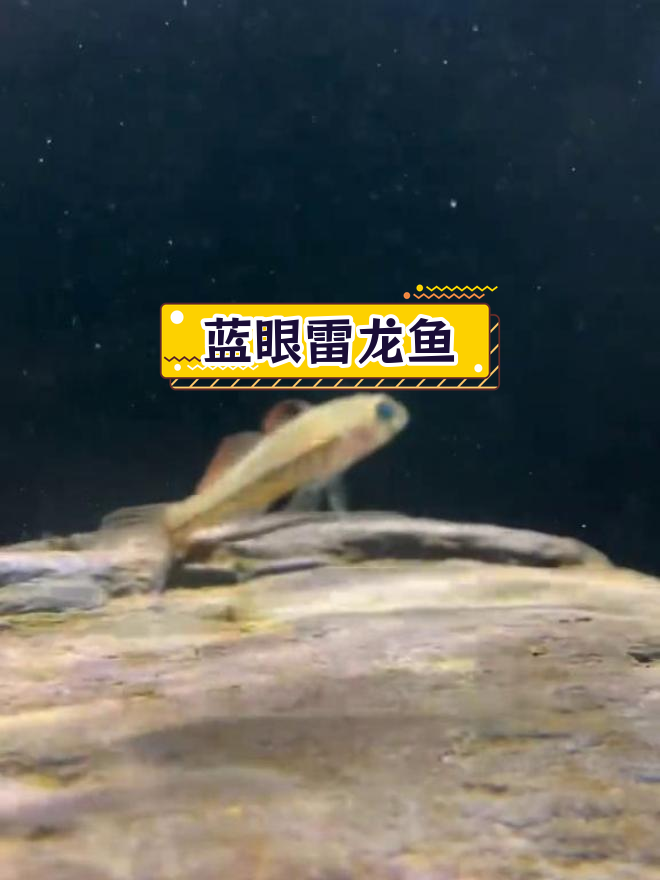 蓝眼雷龙鱼,稀有品种大揭秘