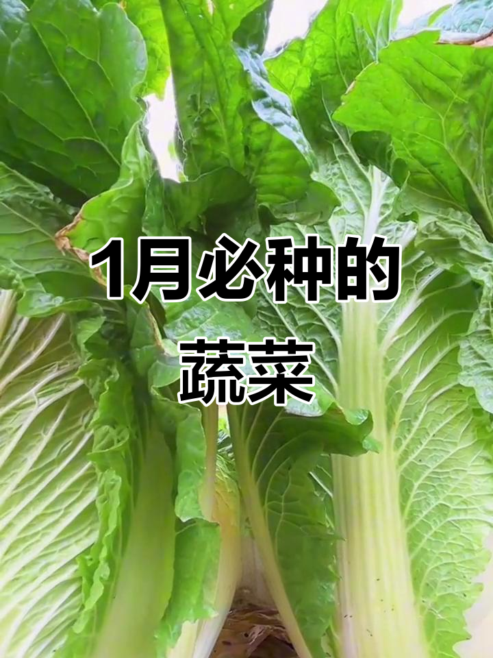 一月份适合种哪些蔬菜?这些菜让你吃不停