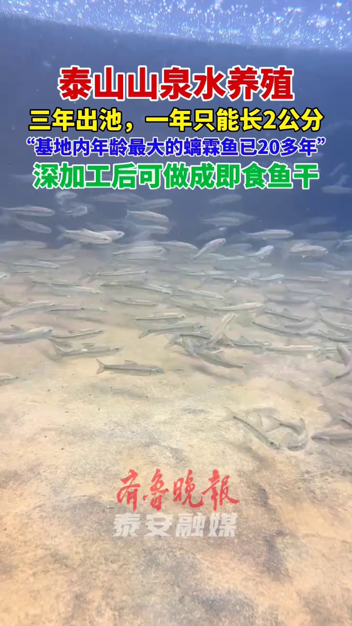 泰山 山泉水养殖螭鳞鱼,一年只能长2公分 赤鳞鱼 总有理由爱上泰安