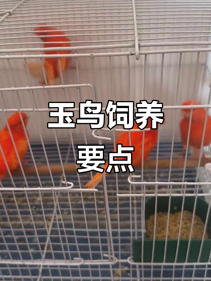 玉鸟养殖技巧:饲料选择与育雏方法全解析
